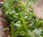 Gold Coast coconut seedlings