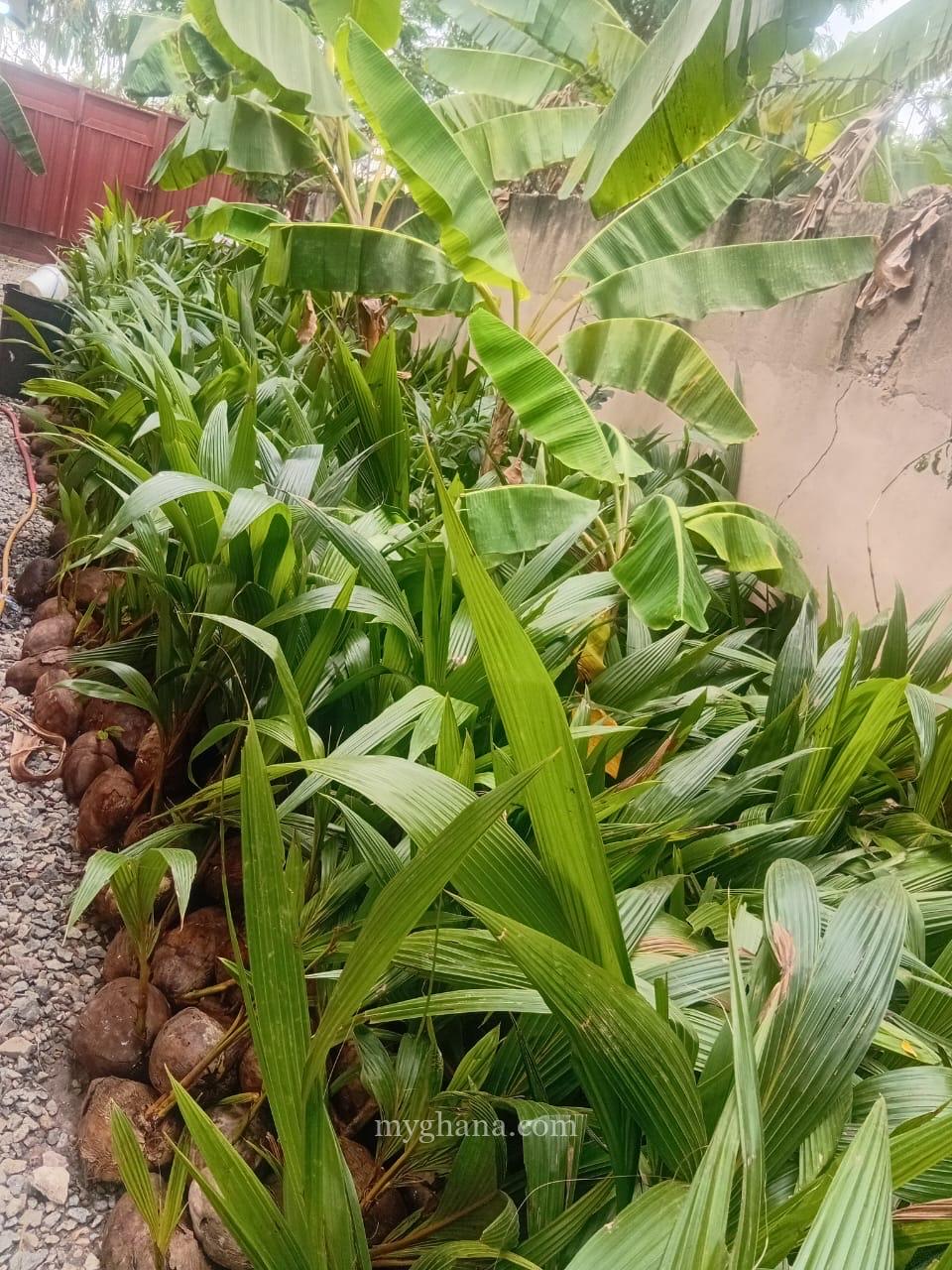 Gold Coast coconut seedlings