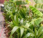 Gold Coast coconut seedlings
