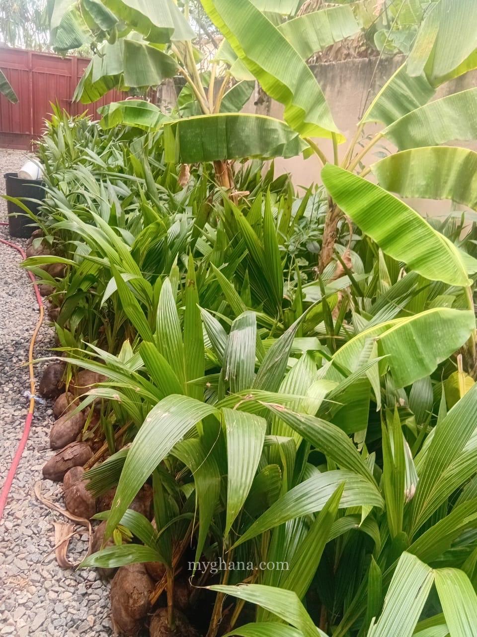 Gold Coast coconut seedlings