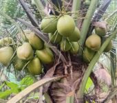 Gold Coast coconut seedlings