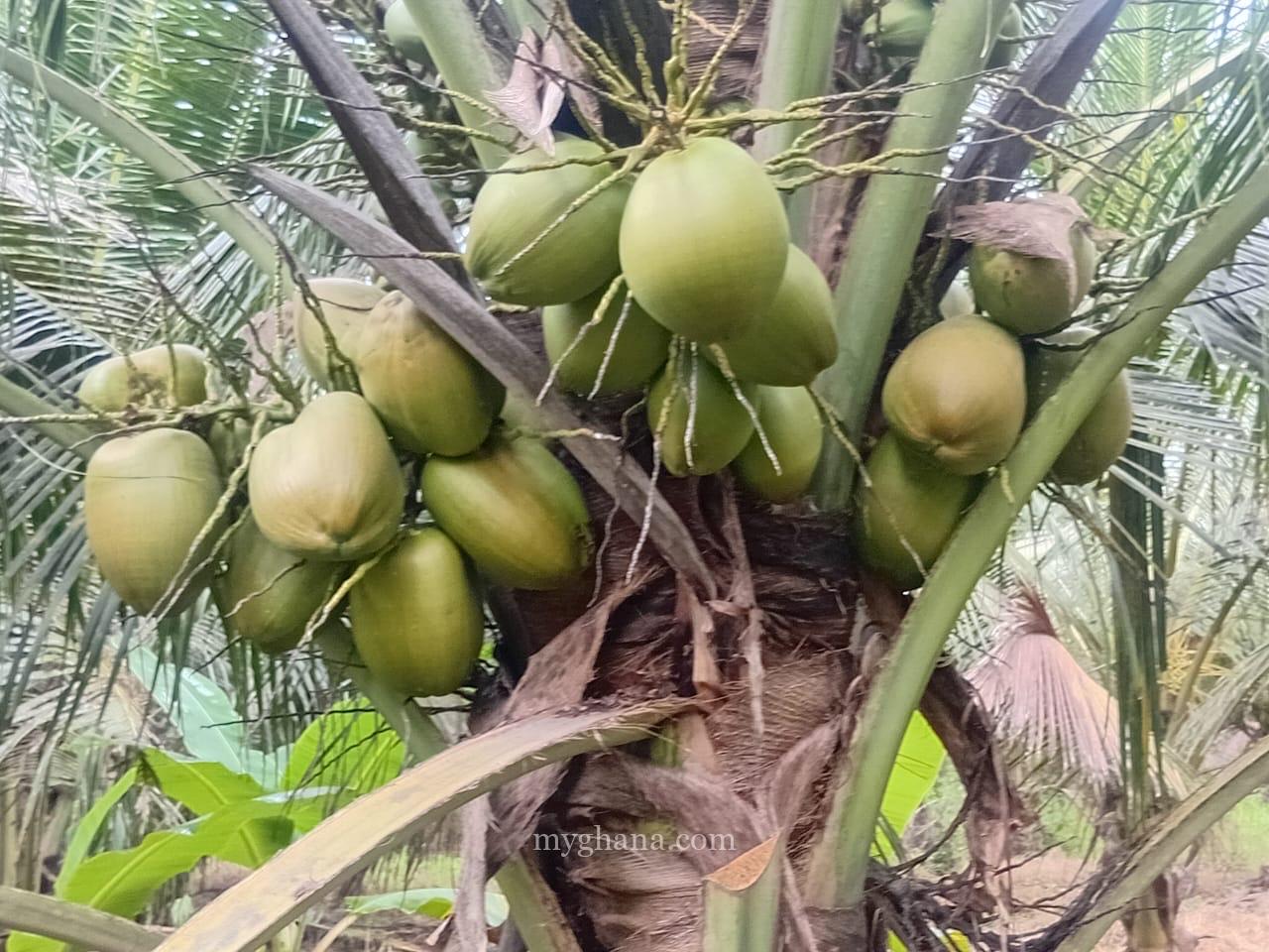 Gold Coast coconut seedlings