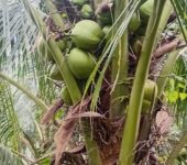 Gold Coast coconut seedlings