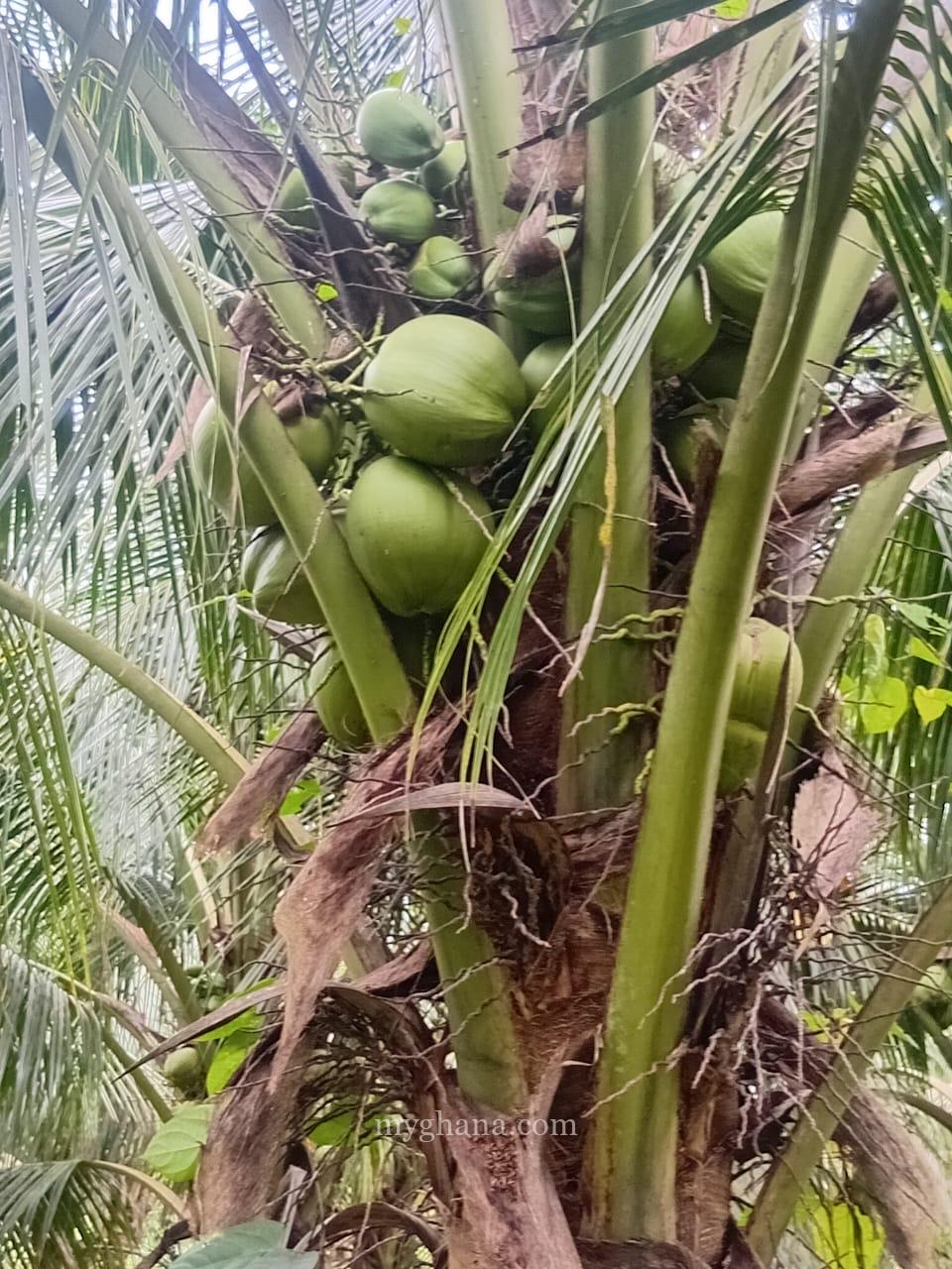 Gold Coast coconut seedlings