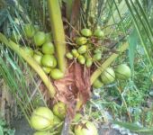 Gold Coast coconut seedlings