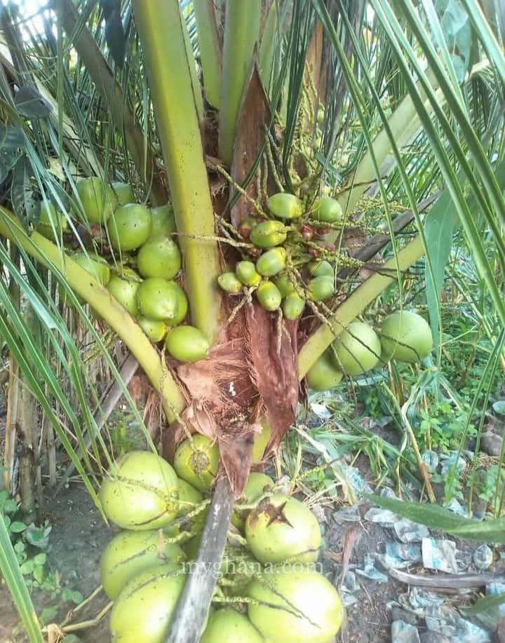 Gold Coast coconut seedlings