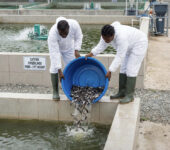 Catfish fingerlings