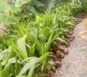 Gold Coast coconut seedlings