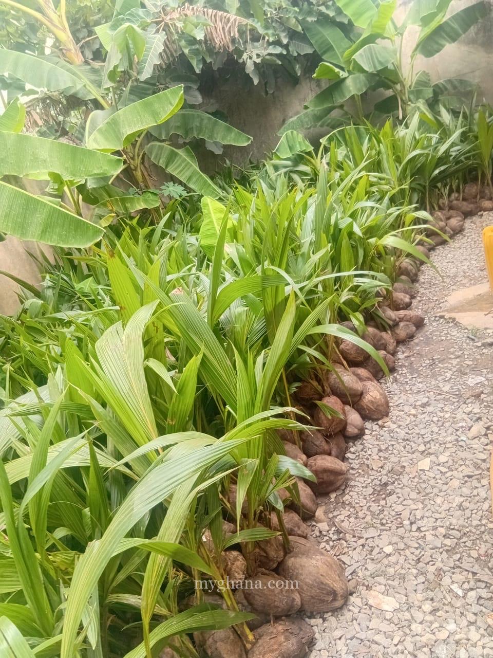 Gold Coast coconut seedlings