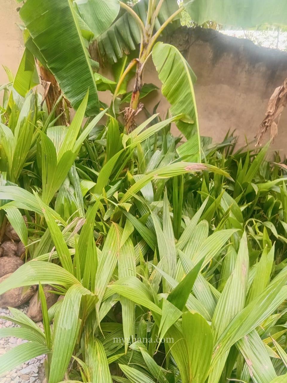 Gold Coast coconut seedlings