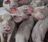 Pigs