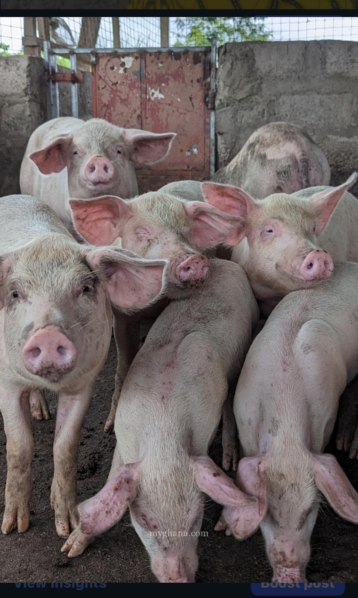 Pigs