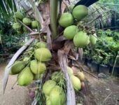 Gold Coast coconut seedlings