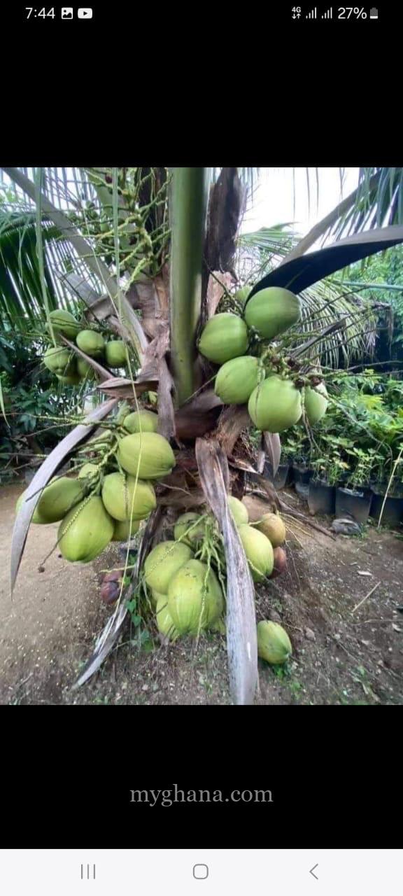 Gold Coast coconut seedlings