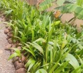 Gold Coast coconut seedlings