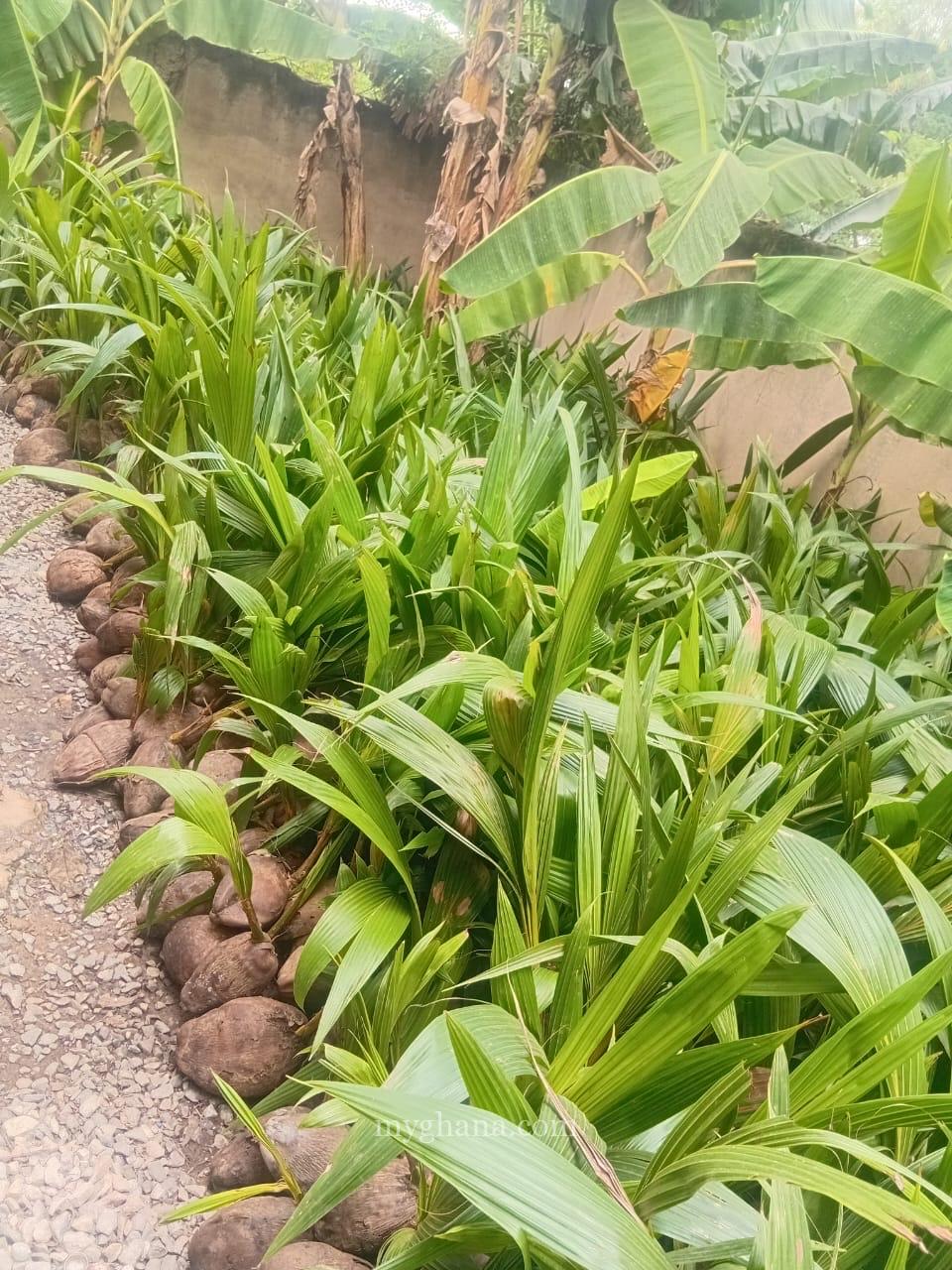 Gold Coast coconut seedlings
