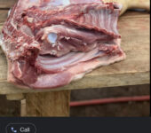 Pigs