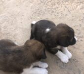 1 month old Mixed breed puppies coming from a Local & Golden Retriever mix