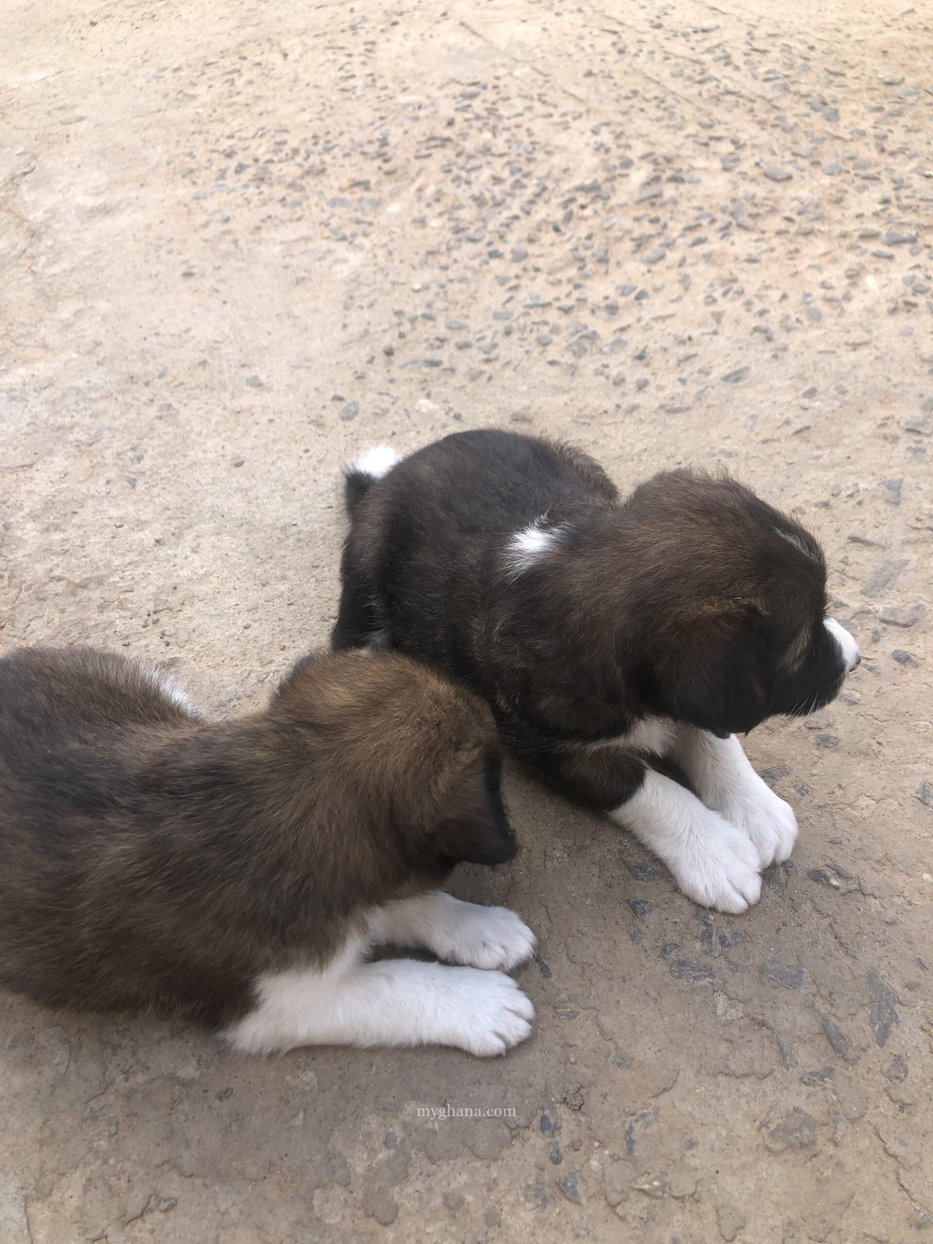 1 month old Mixed breed puppies coming from a Local & Golden Retriever mix