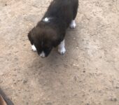 1 month old Mixed breed puppies coming from a Local & Golden Retriever mix