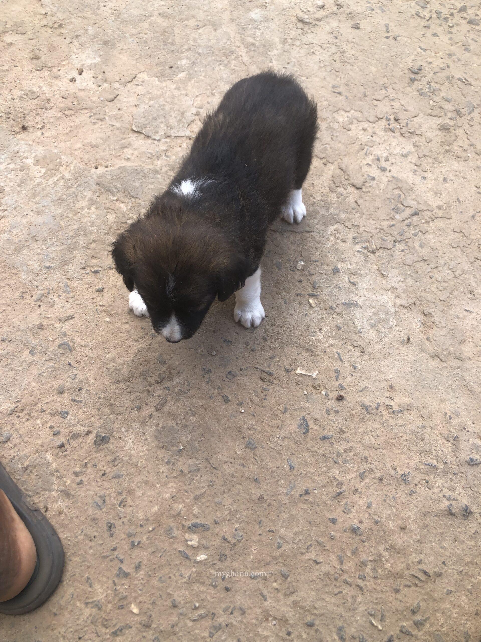 1 month old Mixed breed puppies coming from a Local & Golden Retriever mix