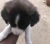 1 month old Mixed breed puppies coming from a Local & Golden Retriever mix