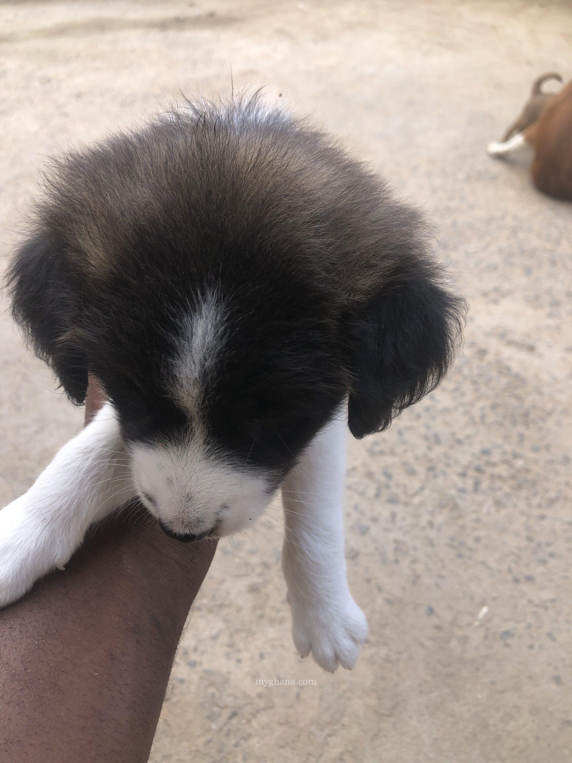 1 month old Mixed breed puppies coming from a Local & Golden Retriever mix