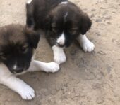 1 month old Mixed breed puppies coming from a Local & Golden Retriever mix