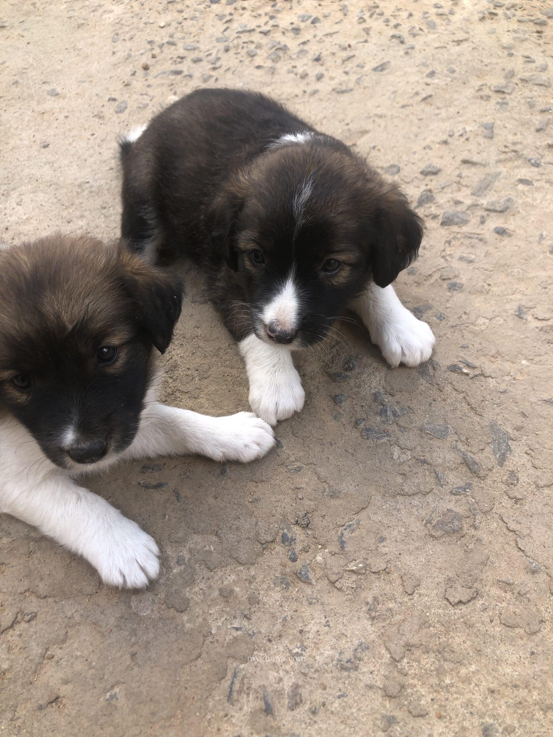 1 month old Mixed breed puppies coming from a Local & Golden Retriever mix